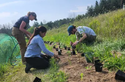 Three people are kneeling and planting in a pollinator garden