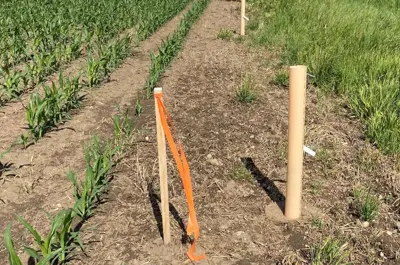 A close-up of small trees sprouting from the soil in a field
