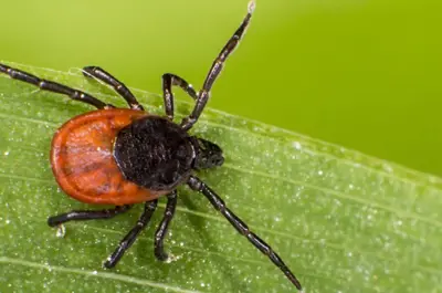 Tick on a leaf