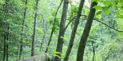 22Reg21ForestPlay.jpg