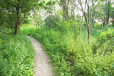 A dirt path running through a lush, green forest