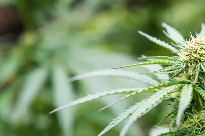 CannabisPlant.jpg
